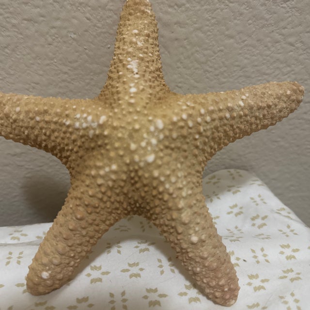 1990s Large Natural Jungle Starfish For Sale - Image 5 of 5