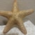 1990s Large Natural Jungle Starfish For Sale - Image 5 of 5