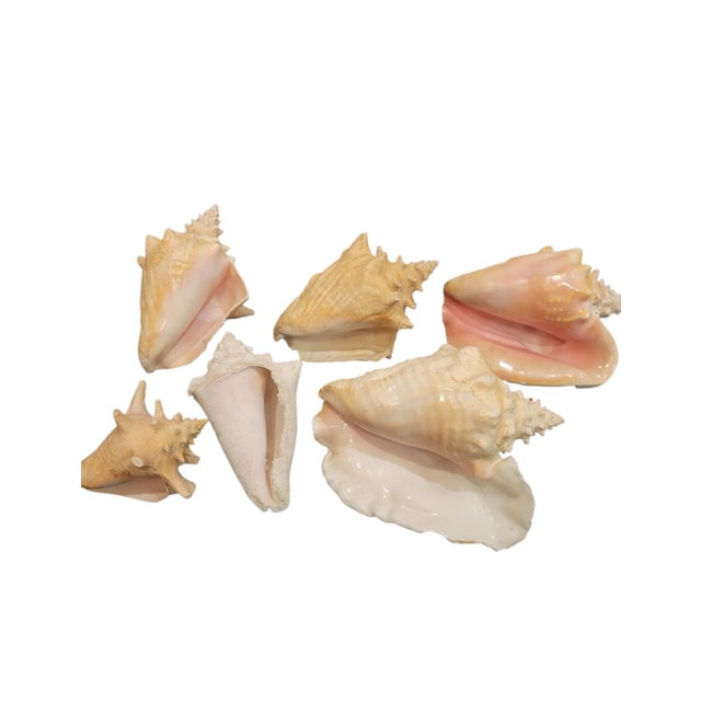 Serena & Lily Vintage Large Coastal Genuine Natural Conch Sea Shells- Set of 6 For Sale - Image 4 of 16