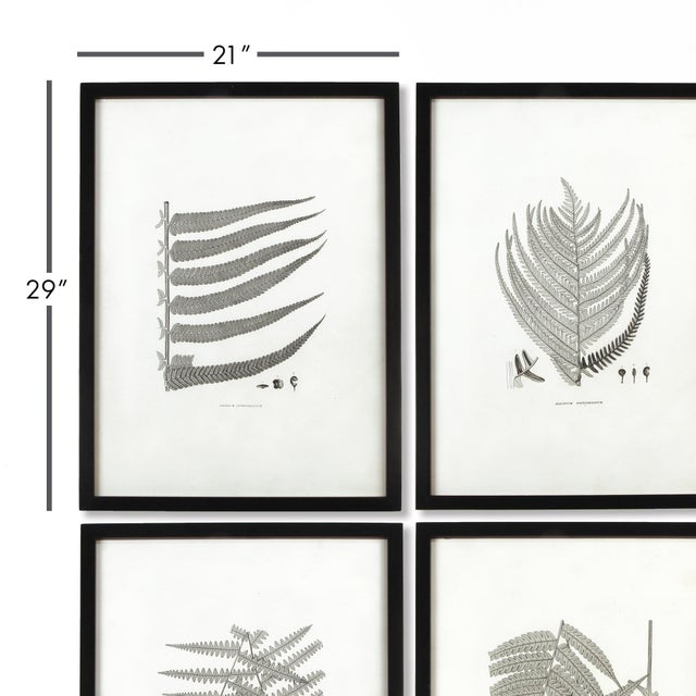 The structure and composition of these monochromatic fern studies make for a compelling set. No variations of green needed...