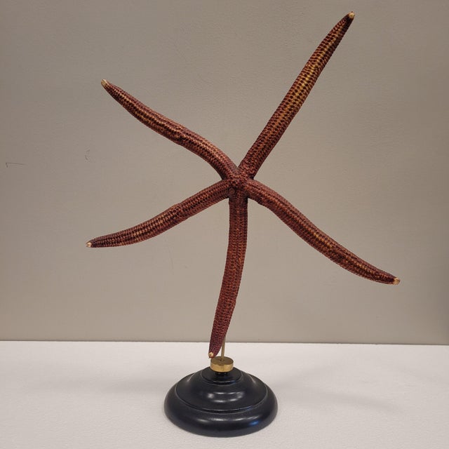 1990s Starfish Ophidiaster Ophidianus, Vintage - Pacific Ocean, 1990s For Sale - Image 5 of 14