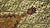 Hand Knotted Northwest Persian Camel Hair Sarab Gallery rug.4"9"x 11' For Sale In Los Angeles - Image 6 of 18