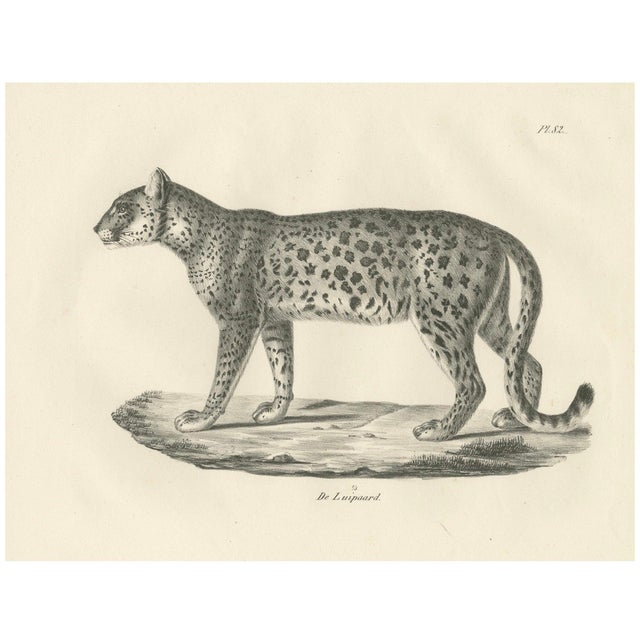 Leopard in Standing Pose, 1836, Lithograph For Sale