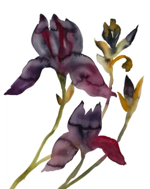 "Iris No. 203" Contemporary Original Botanical Flowers Watercolor Painting by Elizabeth Becker