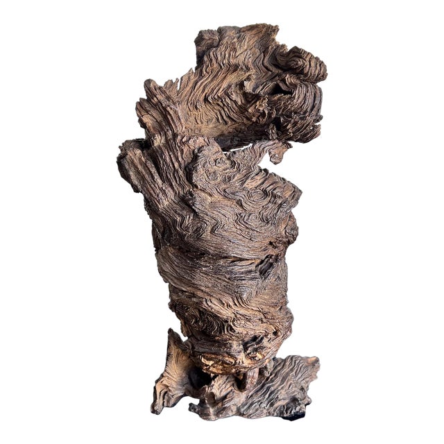 1970s Modern Art Wood Root Sculpture Organic Form For Sale