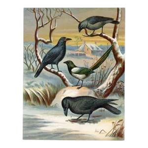 1886, Raven Print, Original Antique Bird Lithograph
