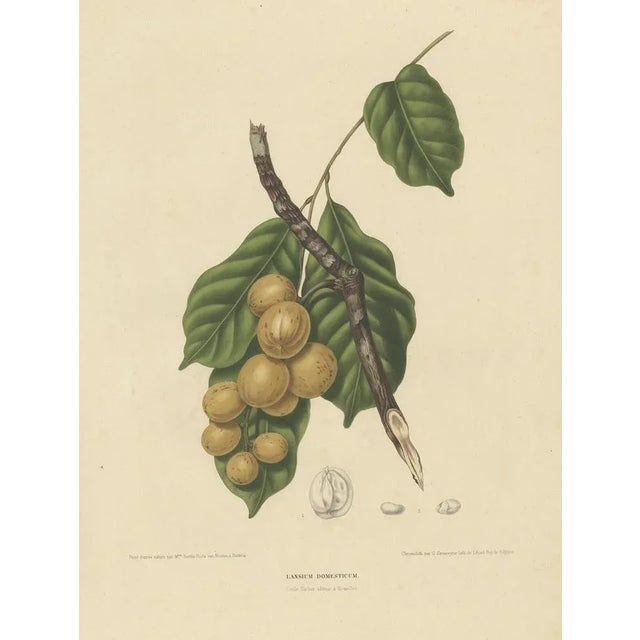 Lansium Domesticum – Langsat Botanical Lithograph c.1863 This antique botanical print features Lansium domesticum,...