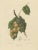 Lansium Domesticum – Langsat Botanical Lithograph c.1863 This antique botanical print features Lansium domesticum,...
