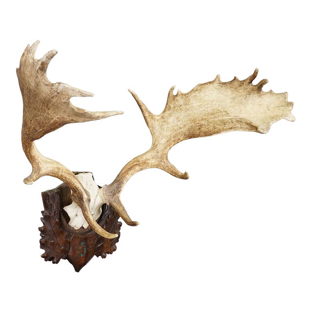 Antique Black Forest Fallow Deer Trophy, Germany ca.1900 For Sale