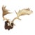 Antique Black Forest Fallow Deer Trophy, Germany ca.1900 For Sale