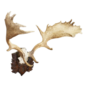 Antique Black Forest Fallow Deer Trophy, Germany ca.1900