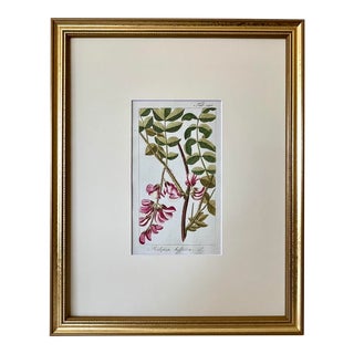 Antique Floral Botanical Print of Pink Robina by Johannes Zorn 1785 For Sale