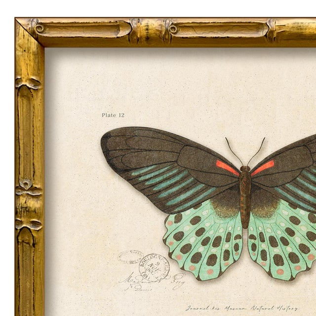 Various Artists Reproduction Vintage "Garden Friends" Art Print (14), Framed Butterfly For Sale - Image 4 of 6