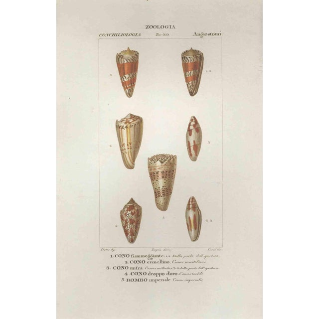 Pierre Jean François Turpin, Angiostomatida, Etching, 1831 For Sale - Image 3 of 3