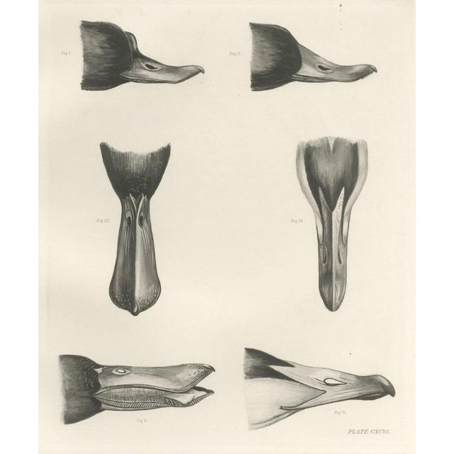 Lilian Marguerite Medland, Bills and Feet of the Wildfowl, 1909, Print For Sale - Image 9 of 9