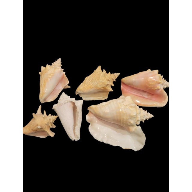 Off-white Vintage Large Coastal Genuine Natural Conch Sea Shells- Set of 6 For Sale - Image 8 of 16