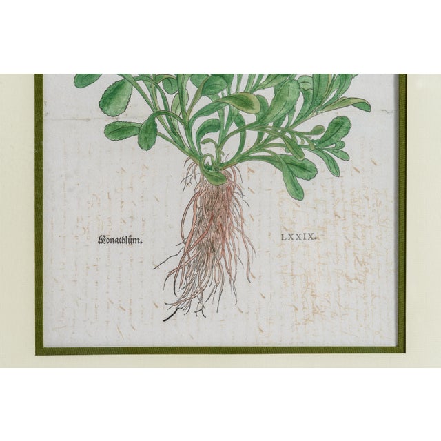 Antique Trio of Framed Double-Print Renaissance Botanical Wall Art For Sale - Image 9 of 18
