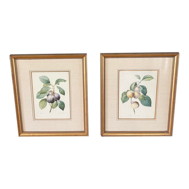 Pair of Vintage Framed Botanical Fruit Prints by Pierre-Joseph Redoute For Sale