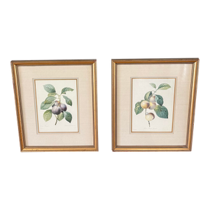 Pair of Vintage Framed Botanical Fruit Prints by Pierre-Joseph Redoute