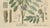 Glycyrrhiza Glabra & Echinata, 1800s, Paper For Sale - Image 5 of 10