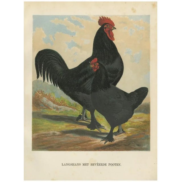 Foerster, Feathered Langshan, 19th Century, Lithograph For Sale - Image 10 of 10