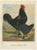 Foerster, Feathered Langshan, 19th Century, Lithograph For Sale - Image 10 of 10