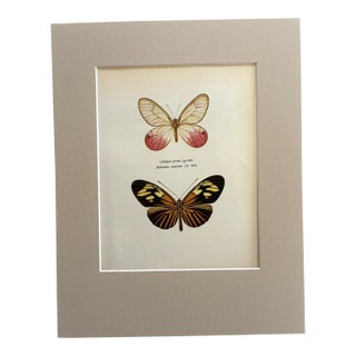 Vintage 1965 Butterfly Print in 11x14 Mat: Callitaera Pireta/Heliconius Amazona For Sale