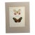 Vintage 1965 Butterfly Print in 11x14 Mat: Callitaera Pireta/Heliconius Amazona For Sale