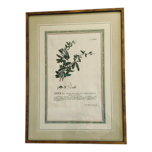 19th C. Hand Colored Botanical Engraving