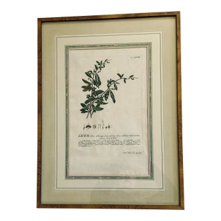 19th C. Hand Colored Engraving Botanical For Sale
