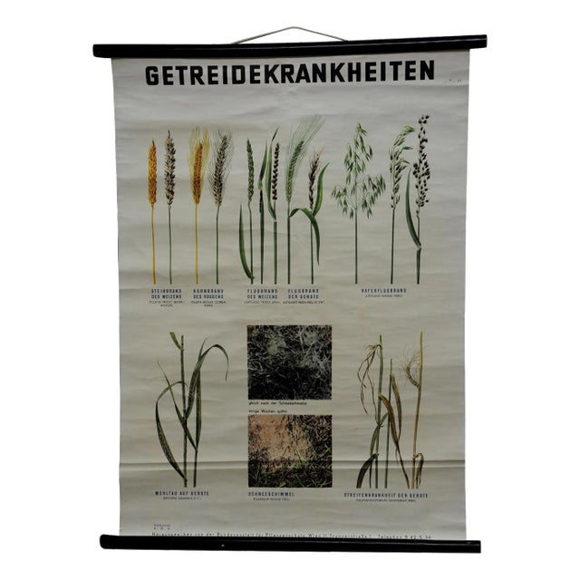 Vintage Crop Diseases Botanical Poster Pull Down Wall Chart For Sale