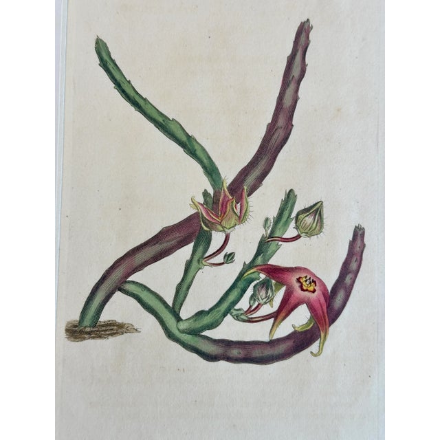 Illustration Starfish Flower Botanical Original Engraving by Curtis, 1807 For Sale - Image 3 of 5