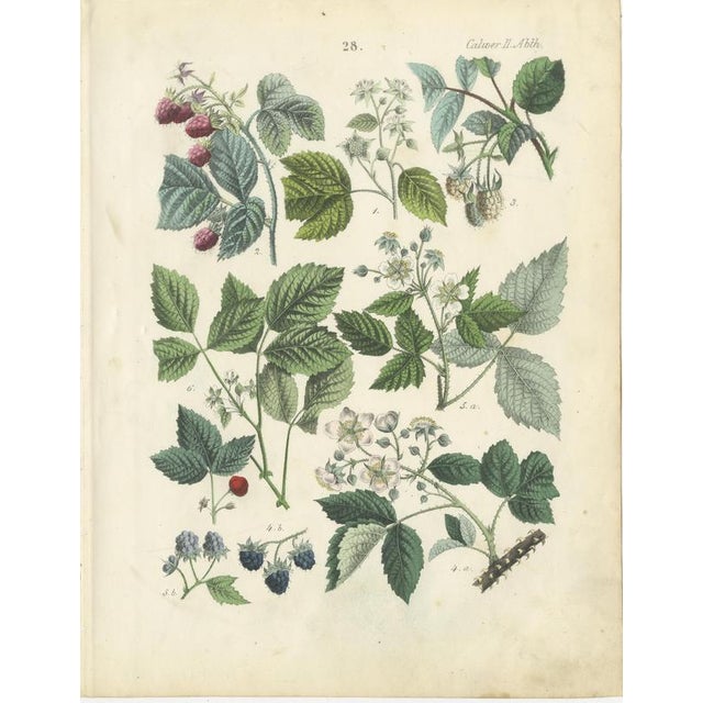 Paper Dr. Calwer, Currants and Wild Berries, 1854, Chromolithographs on Paper For Sale - Image 7 of 9
