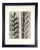 Framed Vintage Botanical Blossfeldt Print - No. 22 For Sale