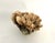 Shell Natural Unbleached Poca Coral Specimen For Sale - Image 7 of 8