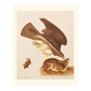 1966 Vintage Cottage Print "Swaison's Hawk, Marsh Hare & Horned Agarma" After John James Audubon