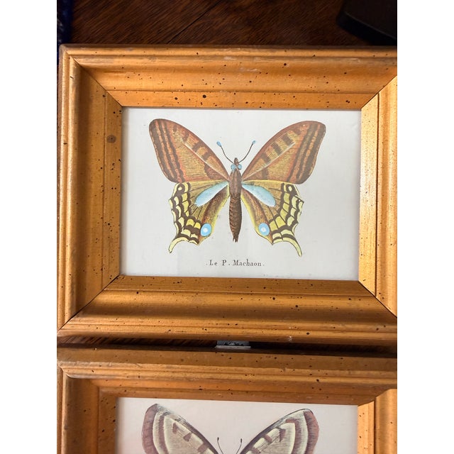 1970s Small Vintage Butterfly Prints For Sale - Image 5 of 7