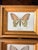 1970s Small Vintage Butterfly Prints For Sale - Image 5 of 7