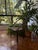 Mid-Century Modern Pair of “Curva” Chairs Attributed to Joaquim Tenreiro, Brazil, C. 1950s–1960s For Sale - Image 3 of 8