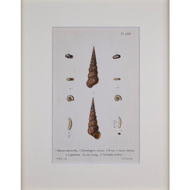 Mid 19th Century 19th Century Antique Hand Colored English Shell Prints by John Jeffreys 1869- a Pair For Sale - Image 5 of 11