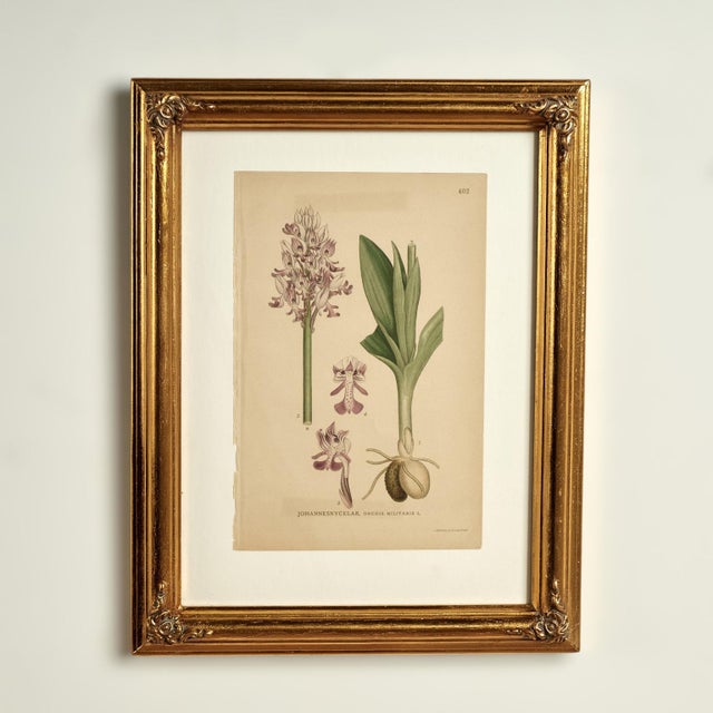 Antique Group of Nine Hand Colored Botanical Prints For Sale - Image 9 of 18