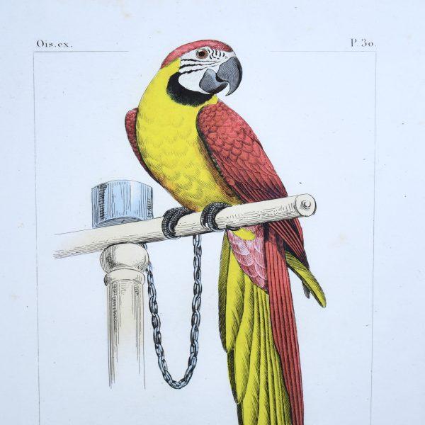A vibrant pair of framed macaw prints bringing bold tropical color to the wall. The rich scarlet, gold, and emerald...