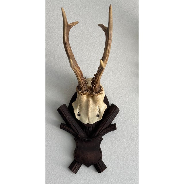 Collection of Antique Black Forest Roe Deer Trophy Antler Mounts - Set of 3 For Sale - Image 9 of 17