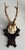 Collection of Antique Black Forest Roe Deer Trophy Antler Mounts - Set of 3 For Sale - Image 9 of 17