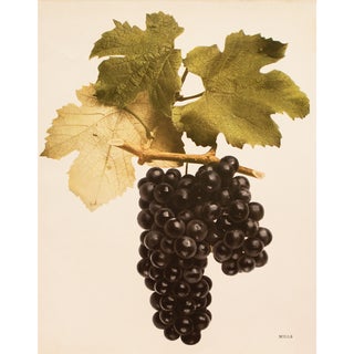 1900s U. P. Hedrick, Original Antique Photogravure of Mills Grapes For Sale