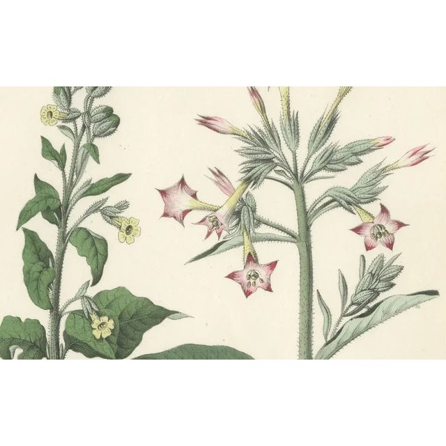 Hand-Colored Botanical Lithograph of Nicotiana Tabacum and Nicotiana Rustica, 1854 This striking hand-colored botanical...