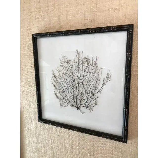 This purchase is for 1 framed fan coral print each varying slightly with an espresso colored frame with ivory linen from...