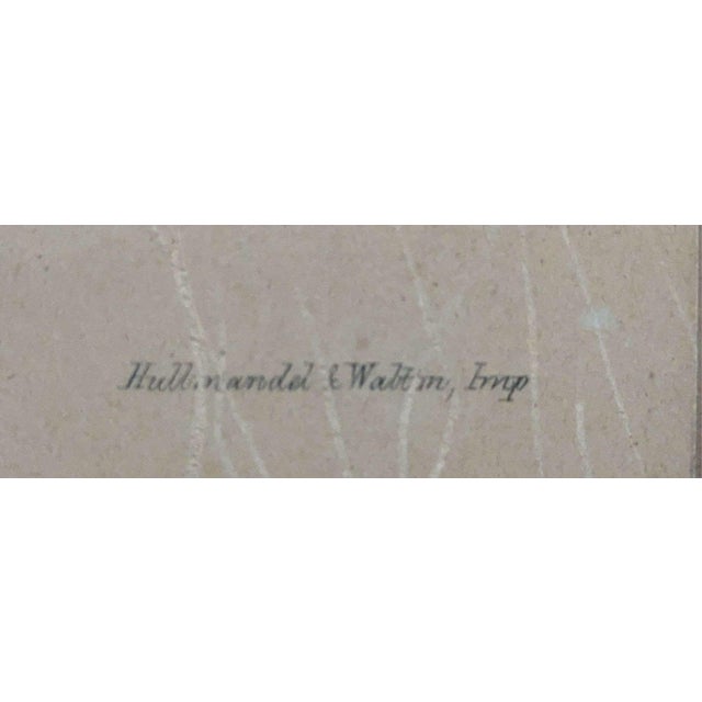 Antique Original J Gould H C Richter Hummingbird "Chlorostilbon Auriceps" Framed Lithograph For Sale - Image 10 of 14