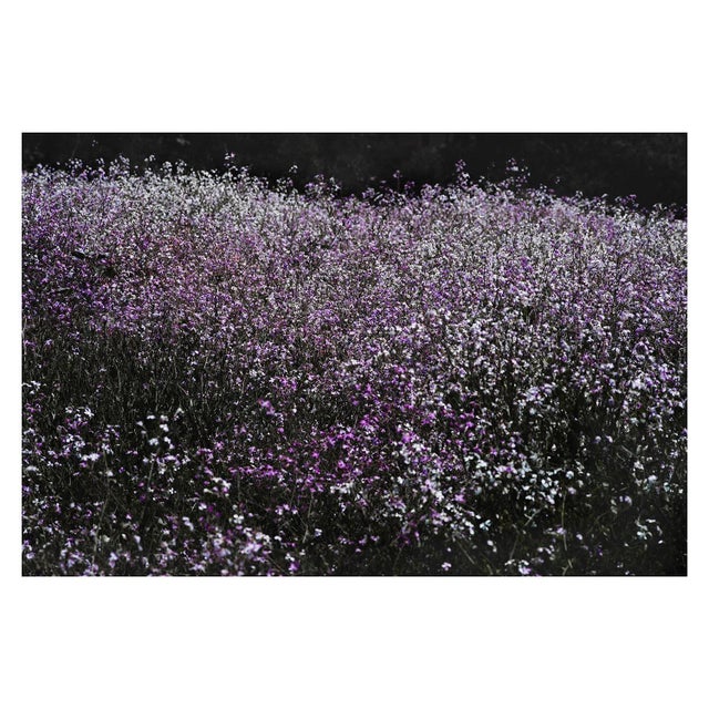 "Wild" Original Field Landscape Photograph - 60X40" For Sale