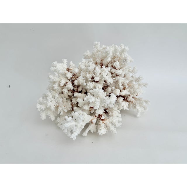 Mid 20th Century Exceptional Natural Brown Stem Coral Specimen For Sale - Image 5 of 11